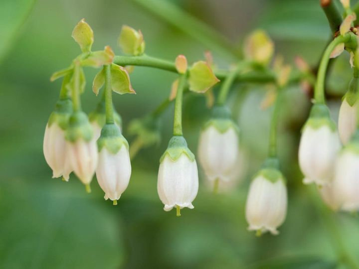 ブルーベリーの花