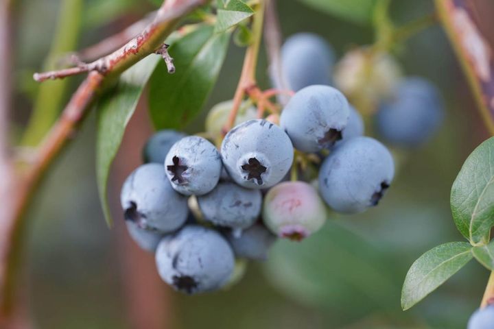 【ガーデニングQ&A】ブルーベリーの花は咲くのに実がつきません。どうしたらいい？