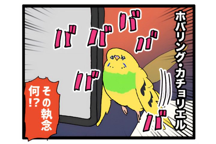 先輩インコの真似をしたカチョリエル。なかなかうまくいかない姿もかわいい【鳥マンガ #166】