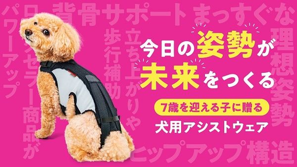 シニア犬の姿勢や背骨をサポートするアシストウェア「わんコルLIFE」先行販売！