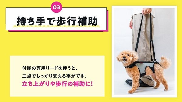 シニア犬の姿勢や背骨をサポートするアシストウェア「わんコルLIFE」先行販売！