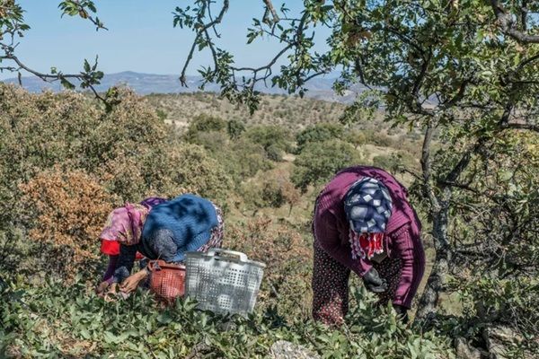 新しいサステナブルの形！どんぐりのヌメ革「ペリット・クプール」が誕生