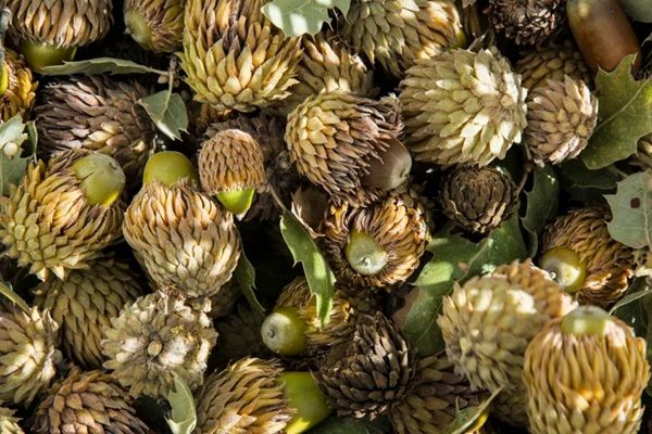 新しいサステナブルの形！どんぐりのヌメ革「ペリット・クプール」が誕生