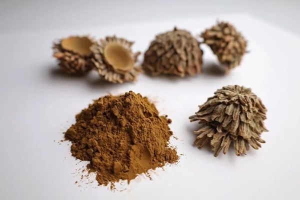 新しいサステナブルの形！どんぐりのヌメ革「ペリット・クプール」が誕生