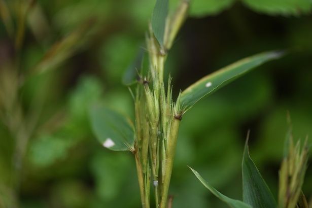 「竹の花」の謎 数十年に1度だけ咲き、数か月で枯れる理由とは （C）ysnature／PIXTA