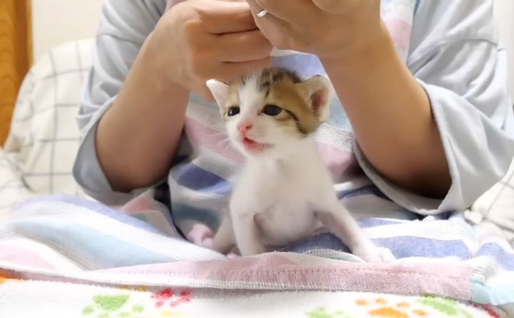 超音波みたいな声で鳴く子猫