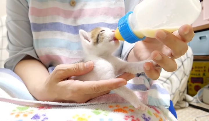ミルクを飲む子猫