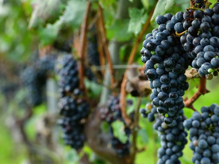 All About ニュース編集部が全国250人を対象に実施した「ご当地グルメに関するアンケート」の調査結果から、旅先で食べたい「山梨県のご当地グルメ」ランキングを発表！ 2位「ぶどう」を抑えた1位は？