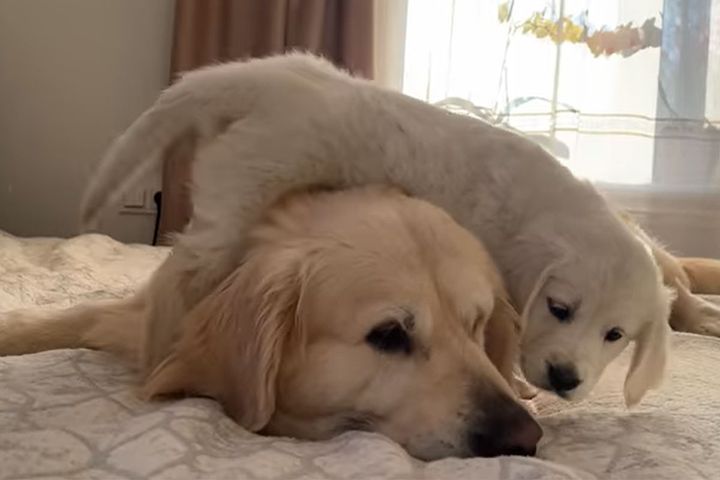 かまってほしいのに！2匹の温度差が面白すぎる／出典：This is Bailey