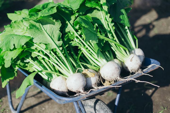 収穫ほやほやの白カブ