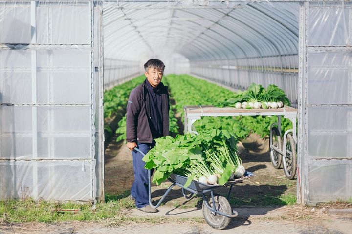 収穫した白カブを運ぶ柴田さん