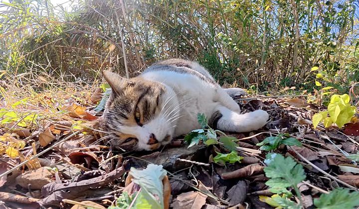 日向ぼっこする猫