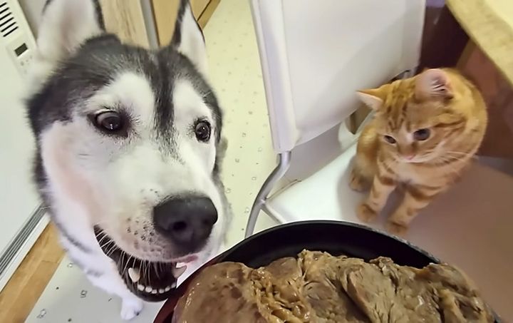 ステーキが気になる犬と子猫