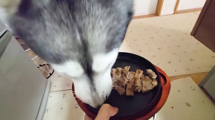 ステーキを秒で食べるハスキー犬