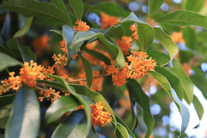 【ガーデニングQ&A】鉢植えのキンモクセイの花がたくさん咲きません。剪定はいつすべき？