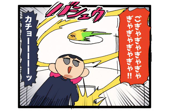あまりにもセキセイインコすぎてビックリしてしまう！「そうか、大人になったんだね」【鳥マンガ #167】