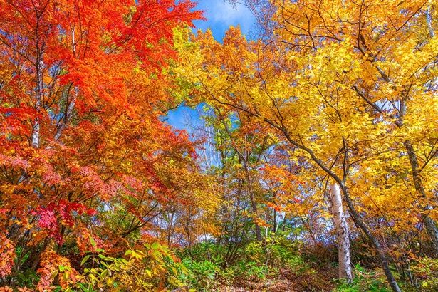 なぜ秋になると葉っぱは赤や黄色に色づくのか？ （C）ライダー写真家はじめ／PIXTA