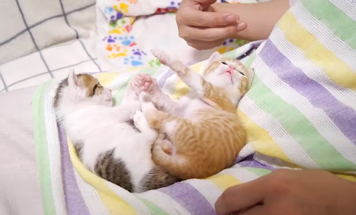 膝の上で一緒に過ごす子猫達