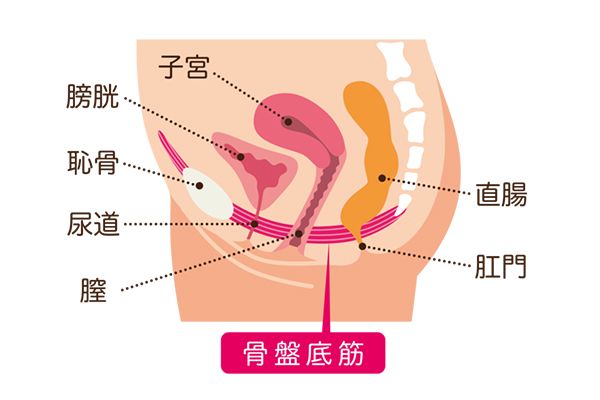 骨盤しまった状態と緩んだ状態のイラスト（2021年3月号P85誌面より）