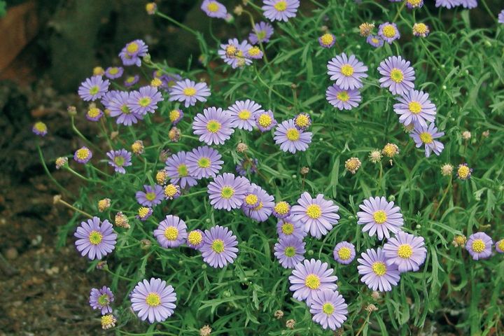 12月14日の花とは？【366日の誕生花と幸せの花言葉】