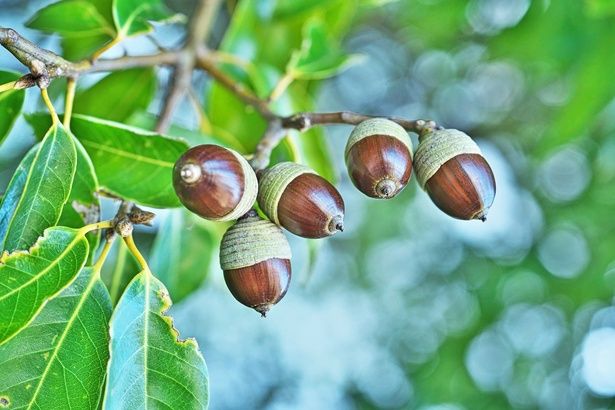 「どんぐり」という木は存在しないってホント!? （C）いがぐり／PIXTA