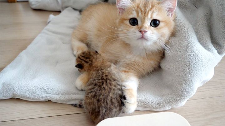 赤ちゃん猫の世話をする子猫