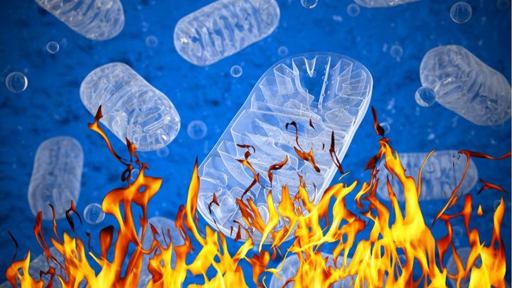 老化現象には細胞を活性化させるものもある