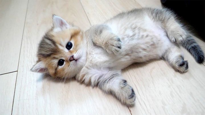 サークルから出た子猫