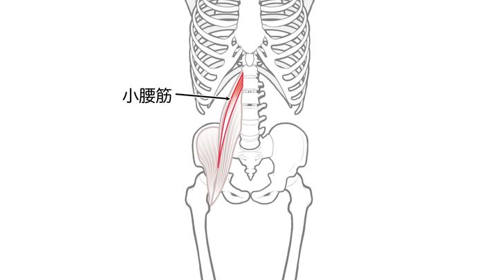 小腰筋
