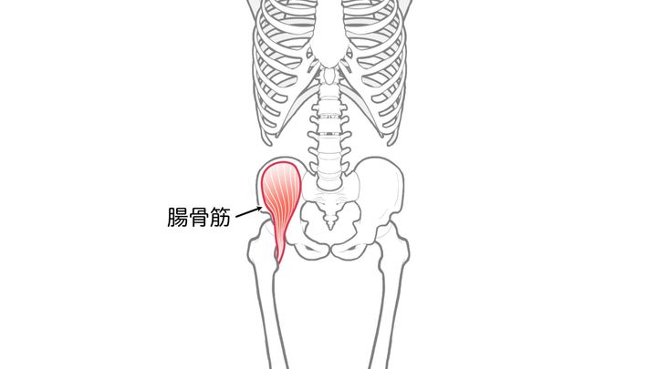 腸骨筋