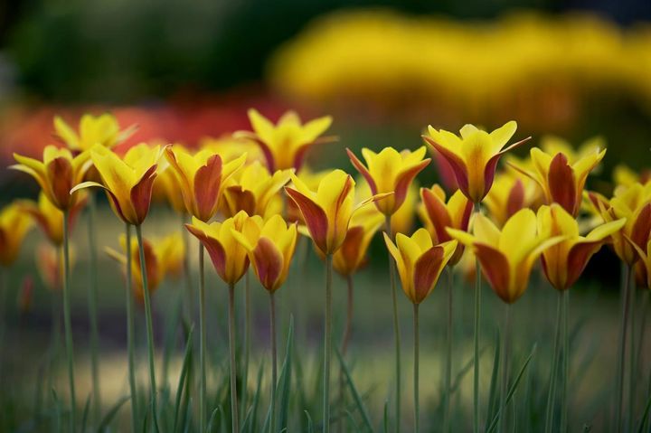 12月15日の花とは？【366日の誕生花と幸せの花言葉】