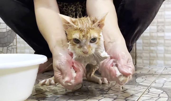 シャンプーする子猫