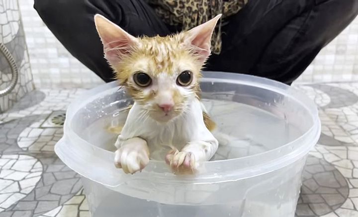 お風呂に入る子猫