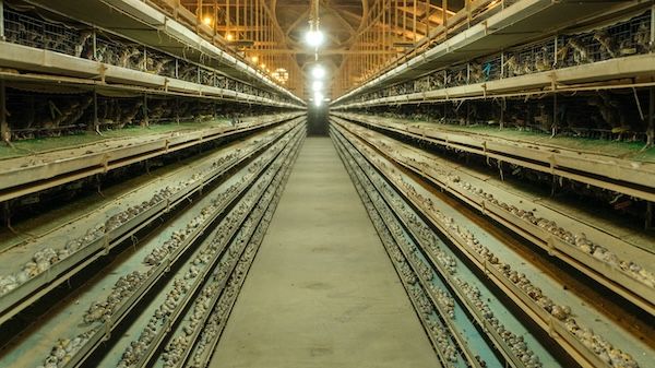 常識を覆す“生でおいしい”うずらのたまごが、首都圏の「マルエツプチ」で販売開始！