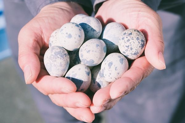 常識を覆す“生でおいしい”うずらのたまごが、首都圏の「マルエツプチ」で販売開始！