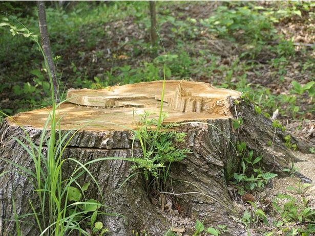 「切り株の年輪を見れば方角がわかる」はウソだった⁉ （C） 涼然／PIXTA