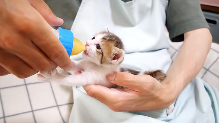 ミルクを飲む子猫