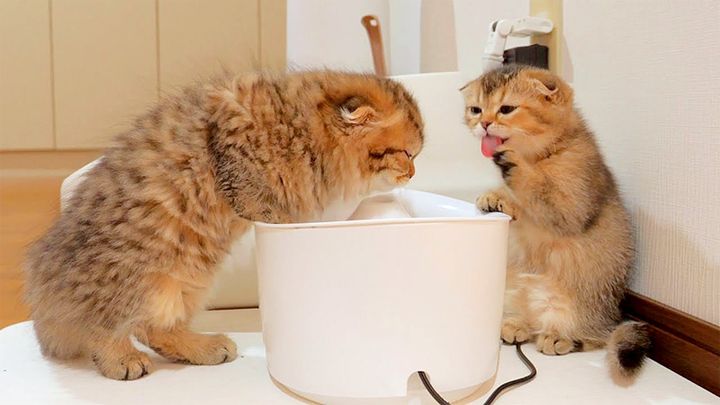 水を飲む子猫達