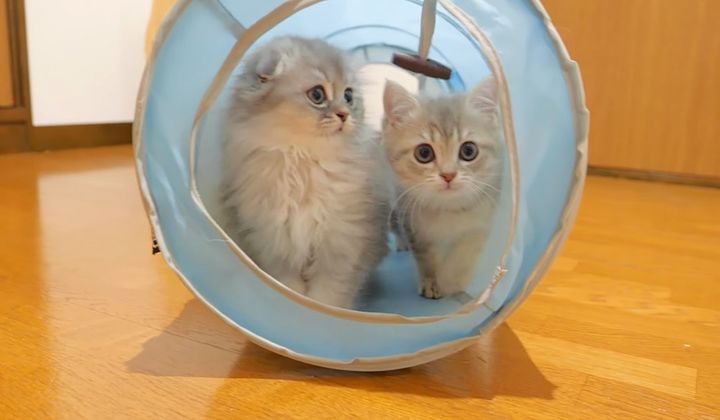 トンネルの中の子猫達