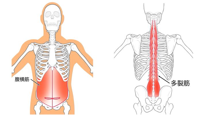 腹横筋＿多裂筋