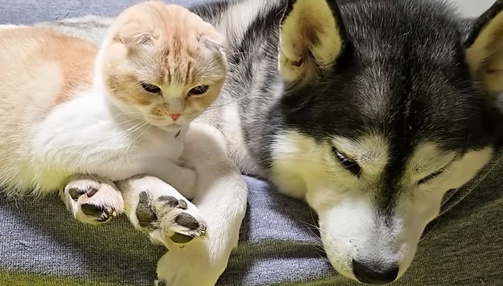 ハズキー犬が大好きな猫