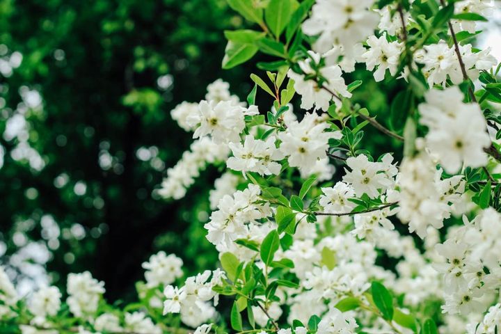 【ガーデニングQ&A】リキュウバイが芽吹かず、枯れてしまいました。正しい剪定方法は？