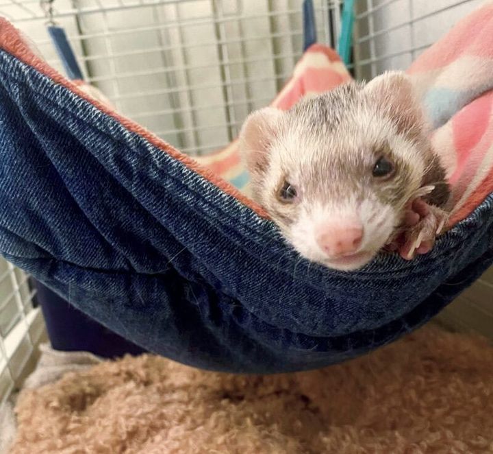 子どもたちが生まれる前から一緒のフェレット