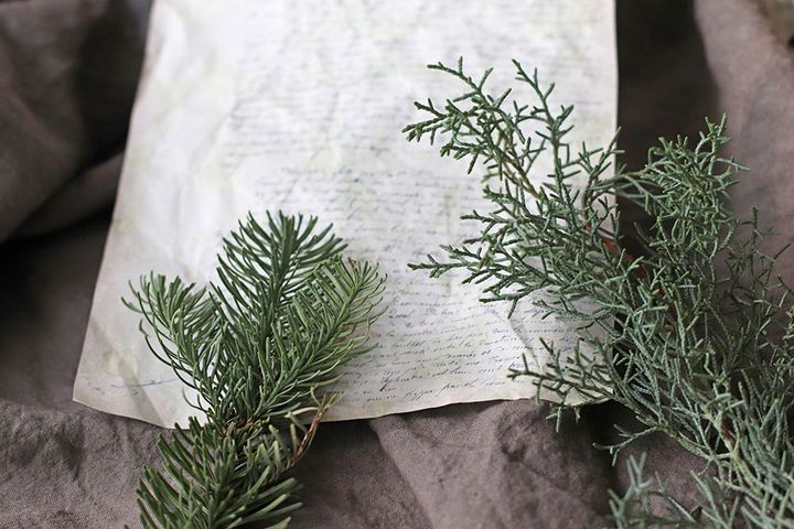 クリスマスの針葉樹