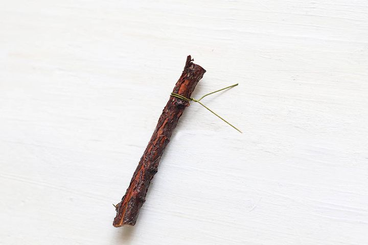 ヒムロスギの枝