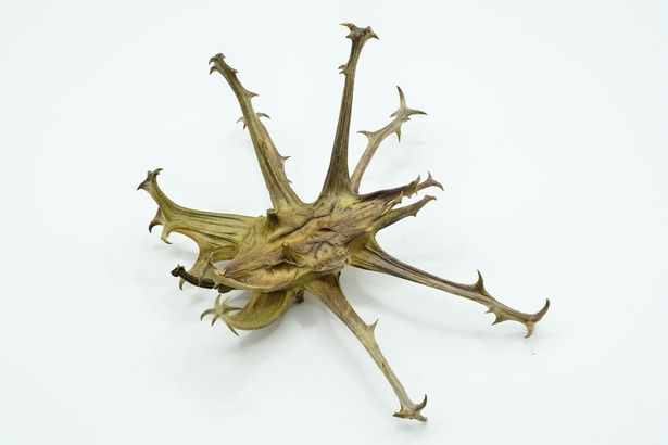 ライオンも負ける⁉ 「ライオンゴロシ」という名の生物の正体とは （C）ララくマ／PIXTA