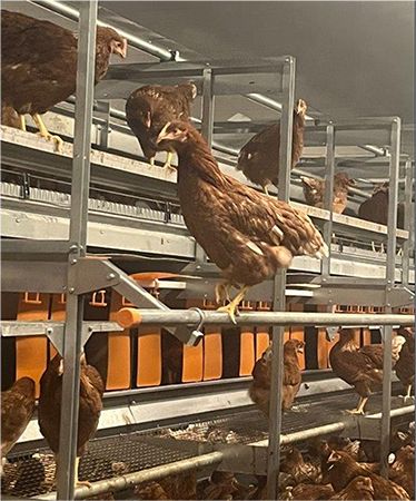 優しい味わいの「榛名山のおいしい水が育んだ 平飼い卵のマヨネーズ」新登場！