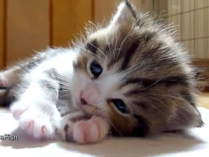 まるでぬいぐるみ！