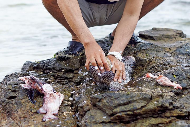 冒険家・八幡暁 魚を裁く様子