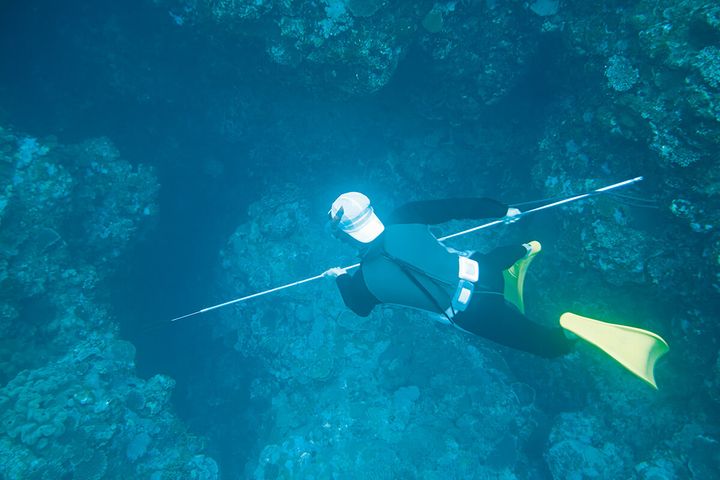 冒険家・八幡暁 素潜りする様子